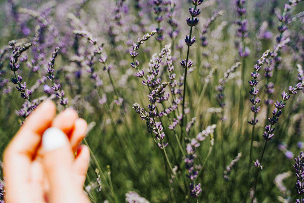 ilustrasi bunga lavender (pexels.com/Lalada)