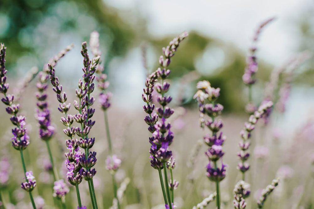 ilustrasi bunga lavender (pexels.com/Lalada)