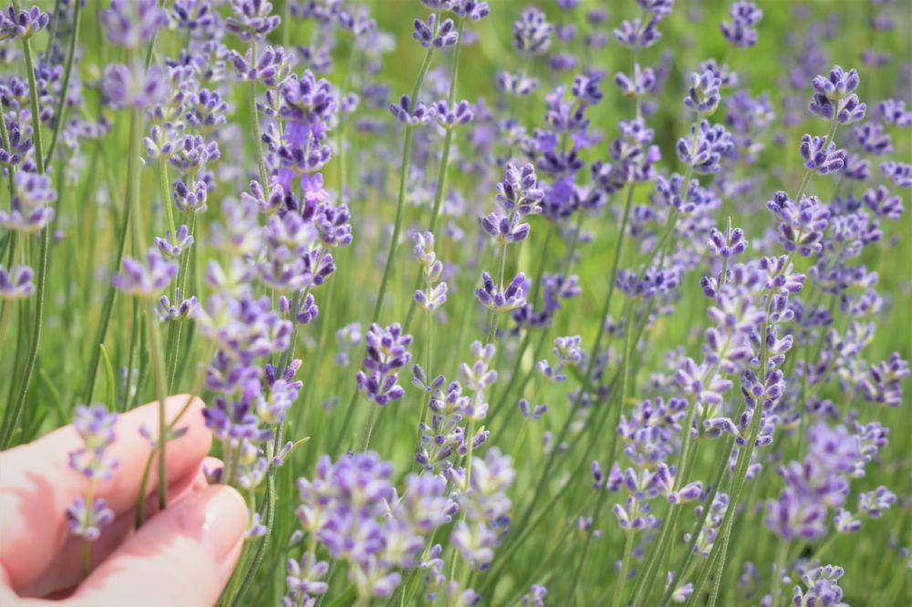 ilustrasi bunga lavender (pexels.com/Iryna Ilieva)