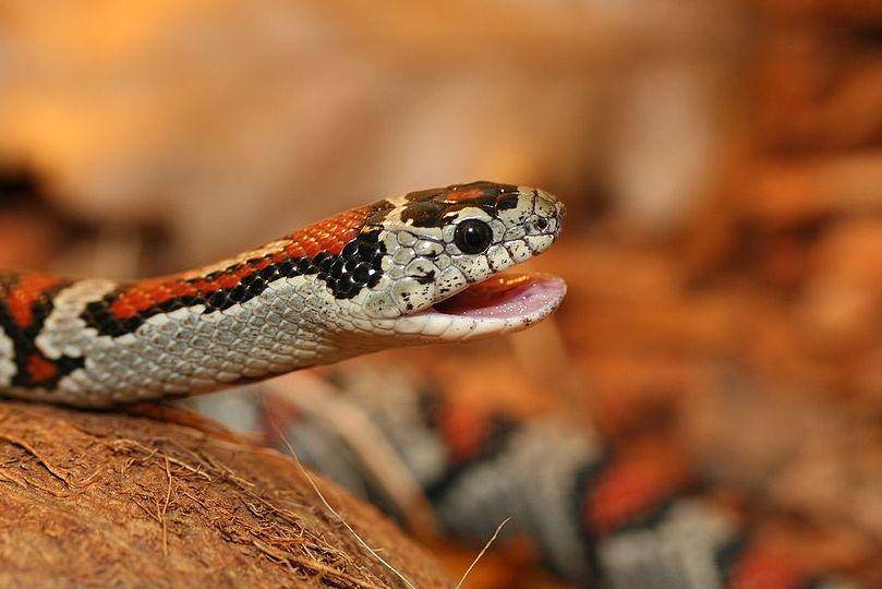 tampak dekat ular kingsnake jenis ular raja meksiko (commons.wikimedia.org/Chmee2)