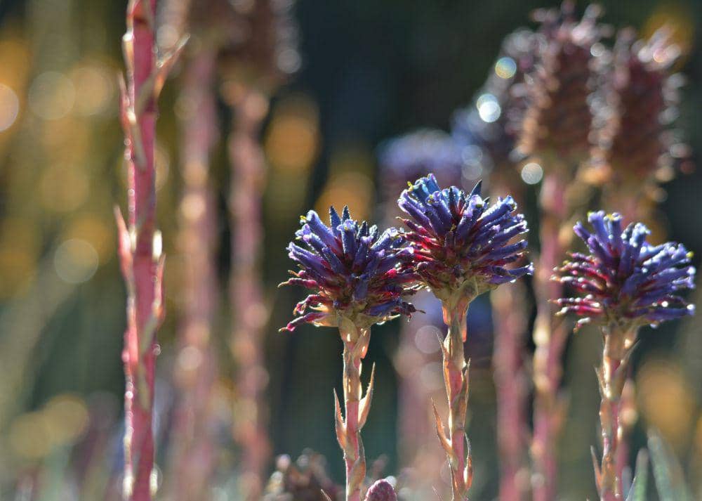 ilustrasi puya venusta (flickr.com/Susan Colosimo)