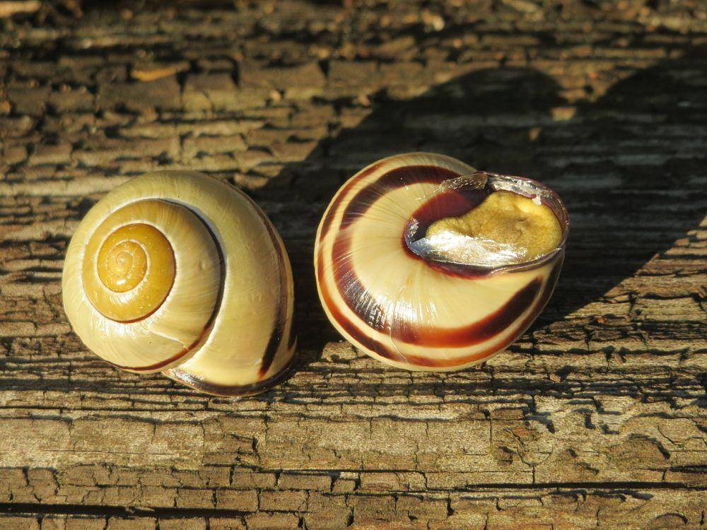 Siput lemon (commons.wikimedia.org/AnRo0002)