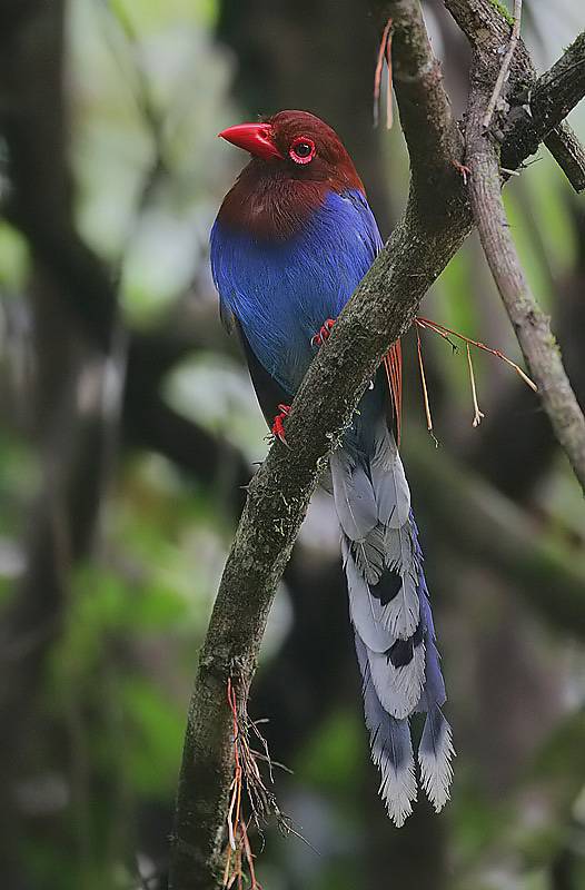 ilustrasi Urocissa ornata (commons.wikimedia.org/Steve Garvie)