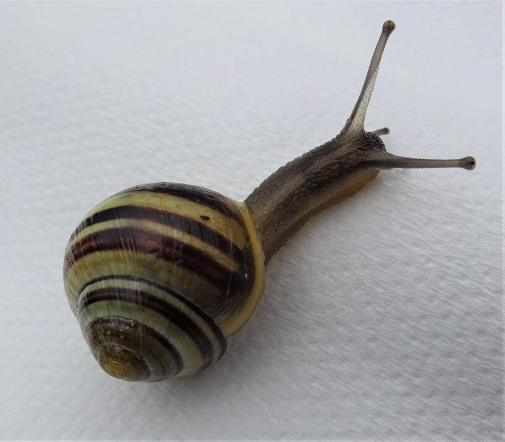 Siput lemon (commons.wikimedia.org/Rosser1954)