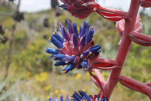 ilustrasi puya venusta (flickr.com/Sergio Arturo Ross Leiva)