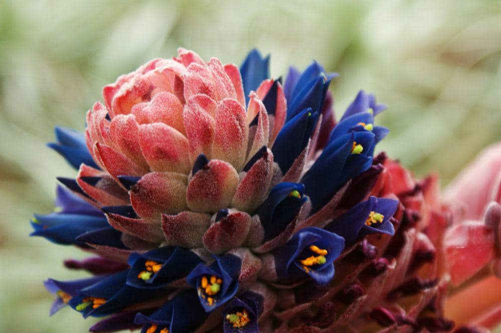 ilustrasi puya venusta (flickr.com/Karl Gercens)