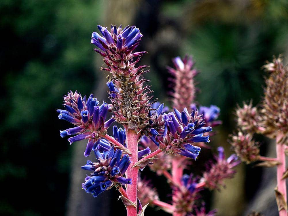 ilustrasi puya venusta (flickr.com/Bob Cates)