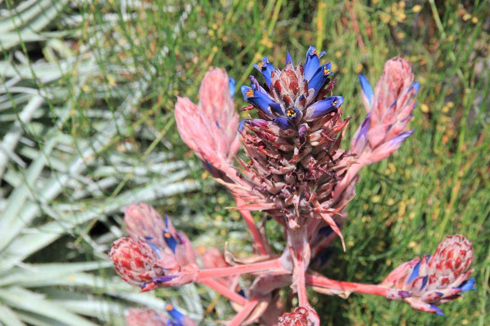 ilustrasi puya venusta (flickr.com/bradman334)