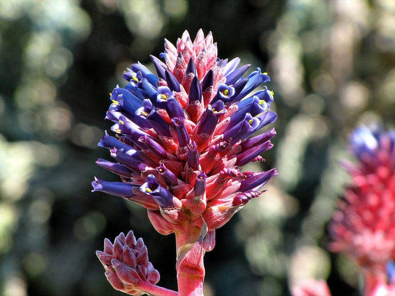 5 Fakta Menarik Puya Venusta, Termasuk dalam Keluarga Bromeliaceae!