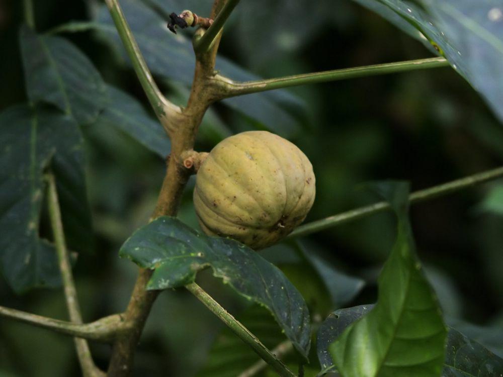 5 Fakta Menarik Hura Crepitans, Memiliki Buah yang Bisa Meledak!