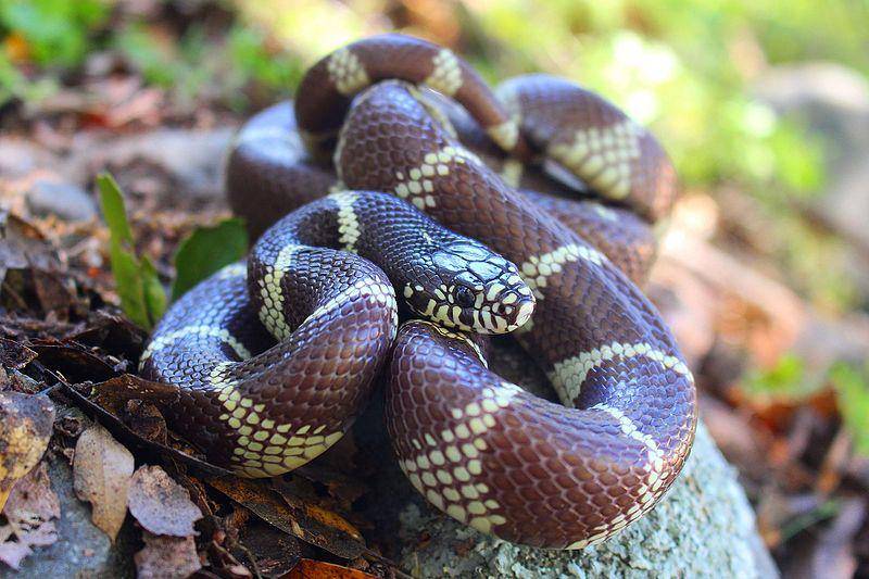 kingsnake jenis ular raja california (commons.wikimedia.org/Connor Long)
