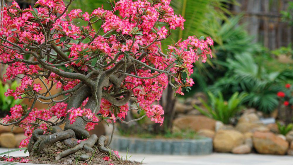 7 Rekomendasi Tanaman Berbunga yang Bisa Dijadikan Bonsai