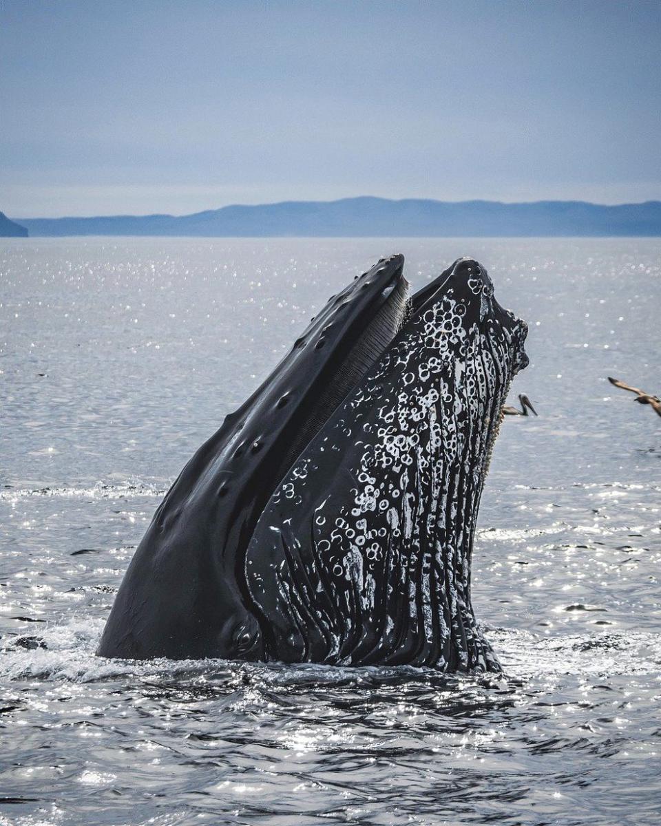 6 Fakta Menarik dari Ordo Cetacea, Kelompok Mamalia Penghuni Lautan