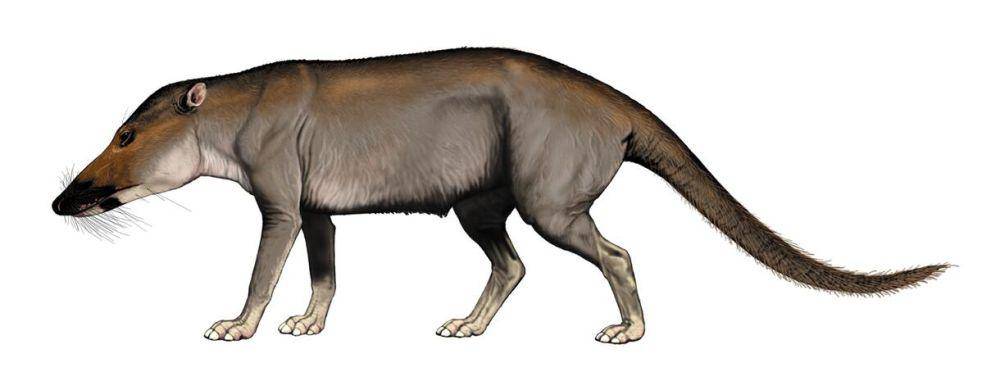 Ilustrasi pakicetus (American Museum of Natural History.com/Carl Buell, 2006)