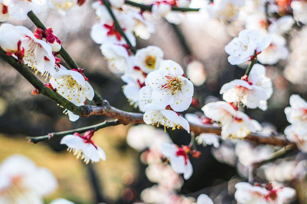 pohon plum (pixabay.com/KUMI0523)