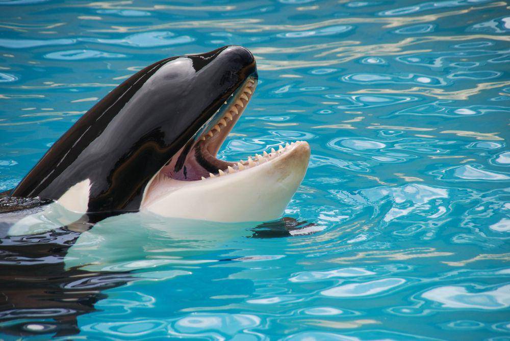 Orca termasuk dalam ordo cetacea (pixabay.com/Schmid-Reportagen)