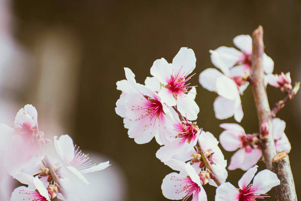 pohon persik (unsplash.com/Nikolett Emmert)