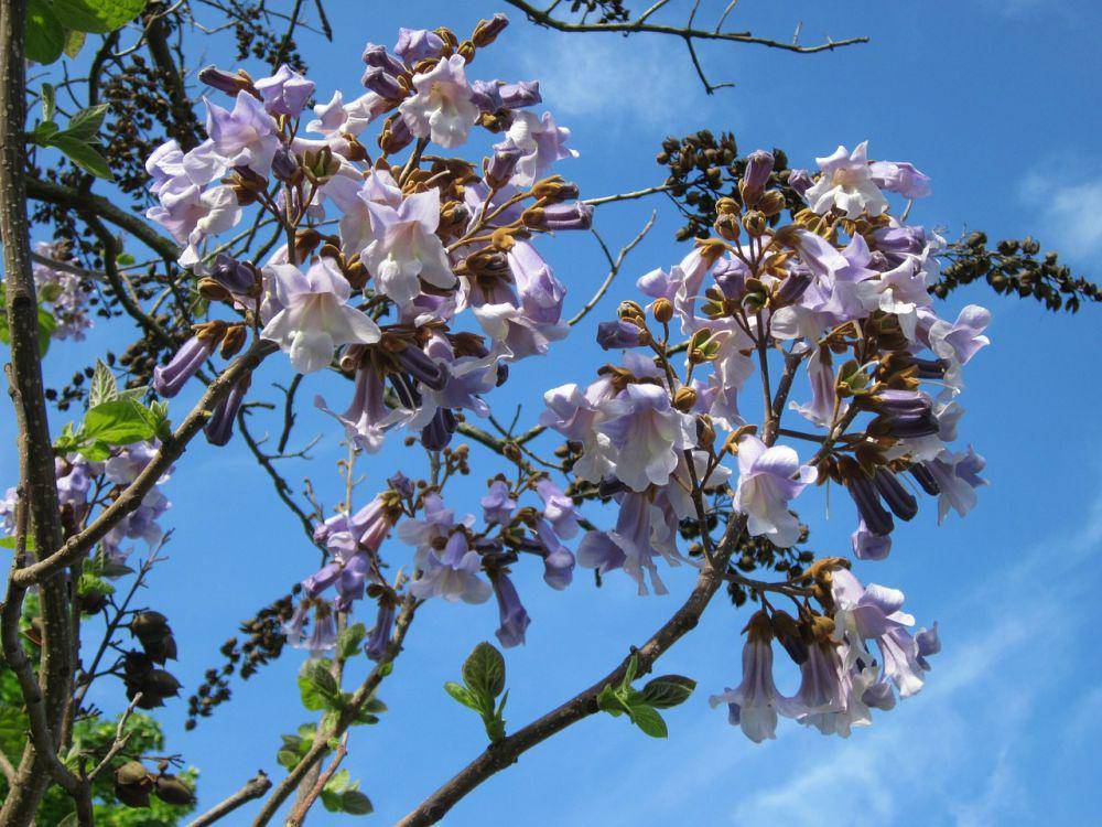 pohon putri (pixabay.com/WikimediaImages)