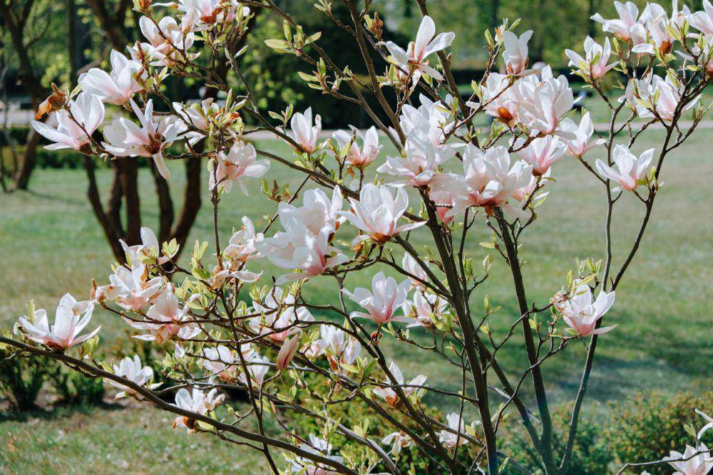 magnolia (pexels.com/Julia Filirovska)