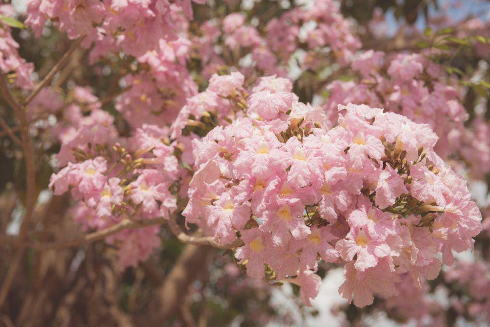 pink trumpet (pexels.com/Tirachard Kumtanom)
