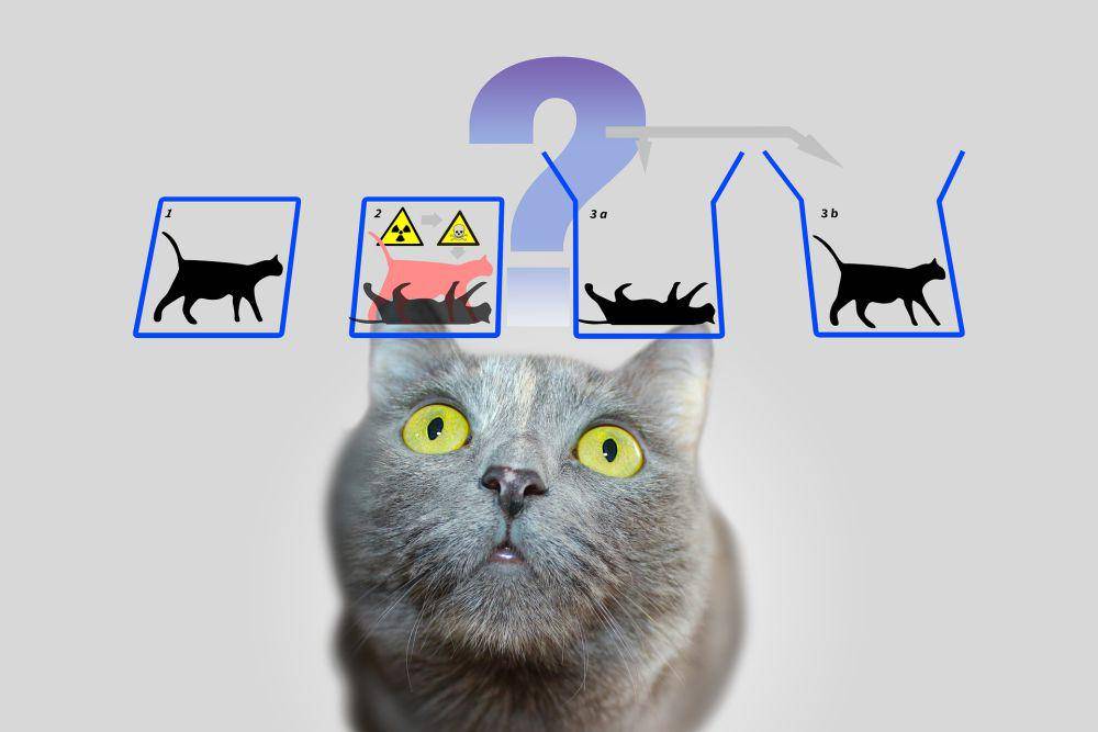 ilustrasi kucing Schrodinger (pixabay.com/geralt)