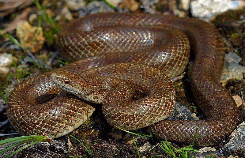 tampak dekat prairie kingsnake (commons.wikimedia.org/Peter Paplanus)