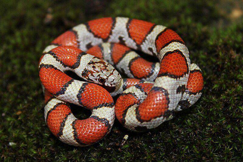 tampak dekat kingsnake jenis ular susu (commons.wikimedia.org/Peter Paplanus)