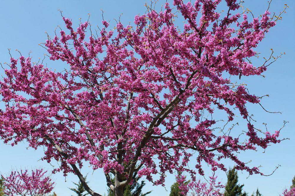 eastern redbud (pixabay.com/pixabay)