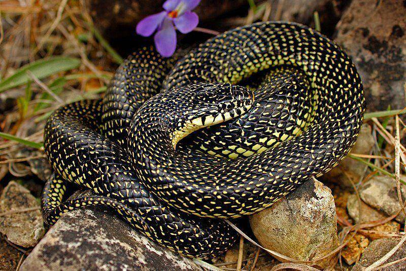 tampak sekujur tubuh speckled kingsnake (commons.wikimedia.org/Peter Paplanus)