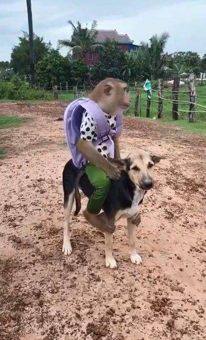 penjelasan sound naik anjing (x.com/jancooeek)