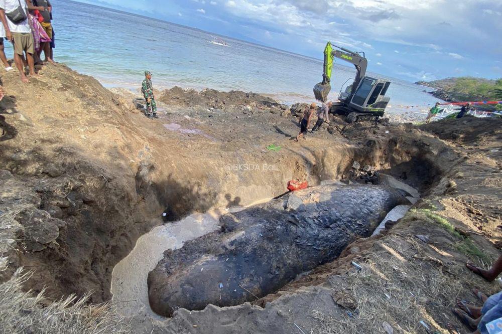Paus Sperma Terdampar di Karangasem, Kondisi Sirip Terpotong