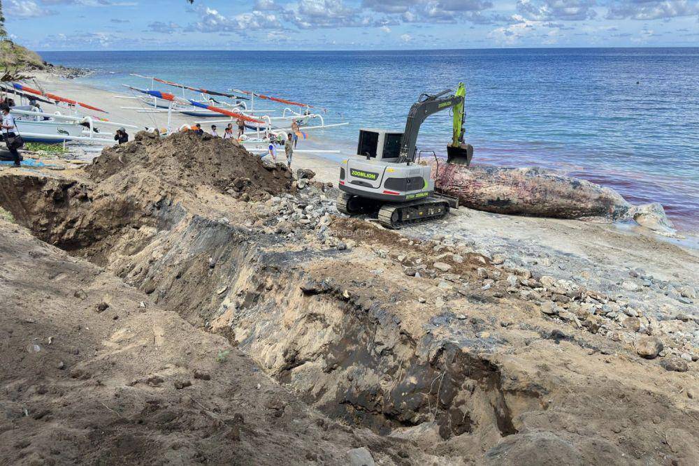 Penemun bangkai Paus Sperma di Karangasem (Dok.IDN Times/BKSDA Bali)