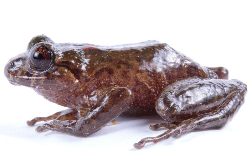 Pristimantis ruidus, Katak yang Ditemukan Kembali Setelah 100 Tahun