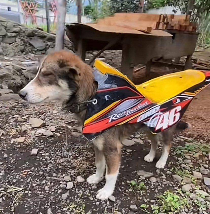 penjelasan sound naik anjing (x.com/annarancia_)