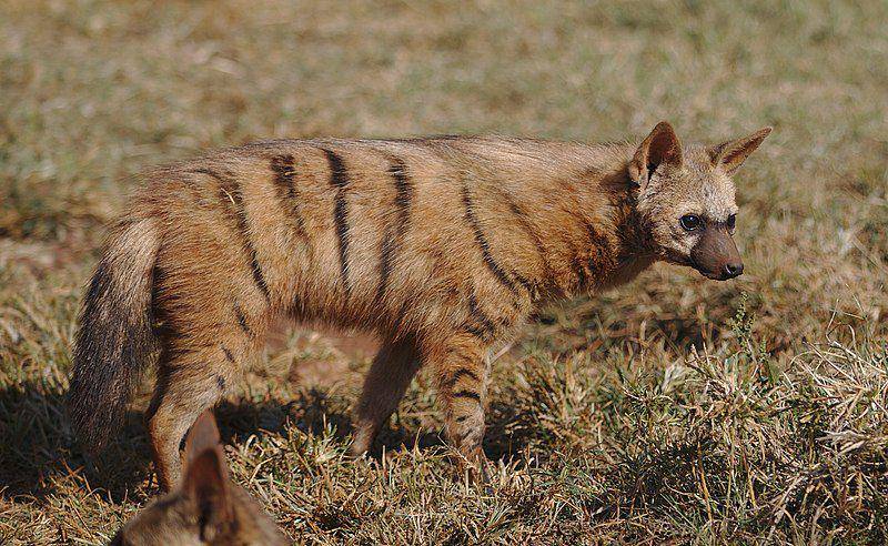 Aardwolf (commons.wikimedia.org/Derek Keats)