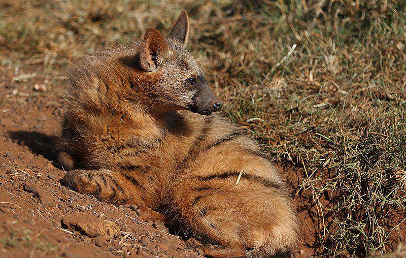 Aardwolf (commons.wikimedia.org/Derek Keats)