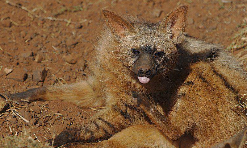 Aardwolf (commons.wikimedia.org/Derek Keats)