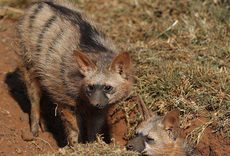 Aardwolf (commons.wikimedia.org/Derek Keats)