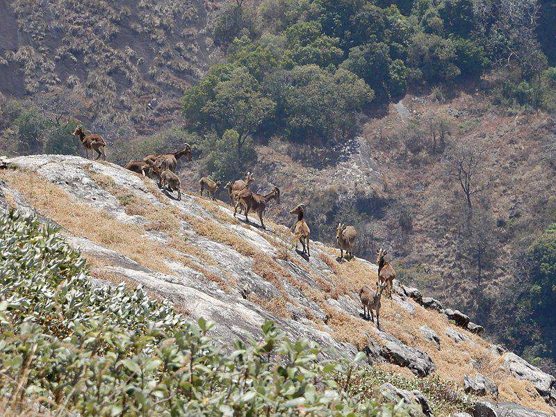 Nilgiri tahr (commons.wikimedia.org/Jenis Patel)