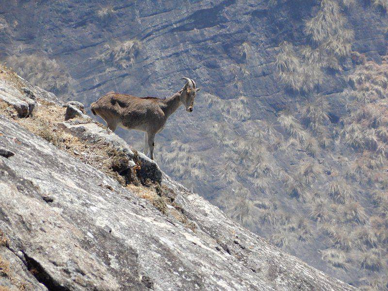 Nilgiri tahr (commons.wikimedia.org/Jenis Patel)