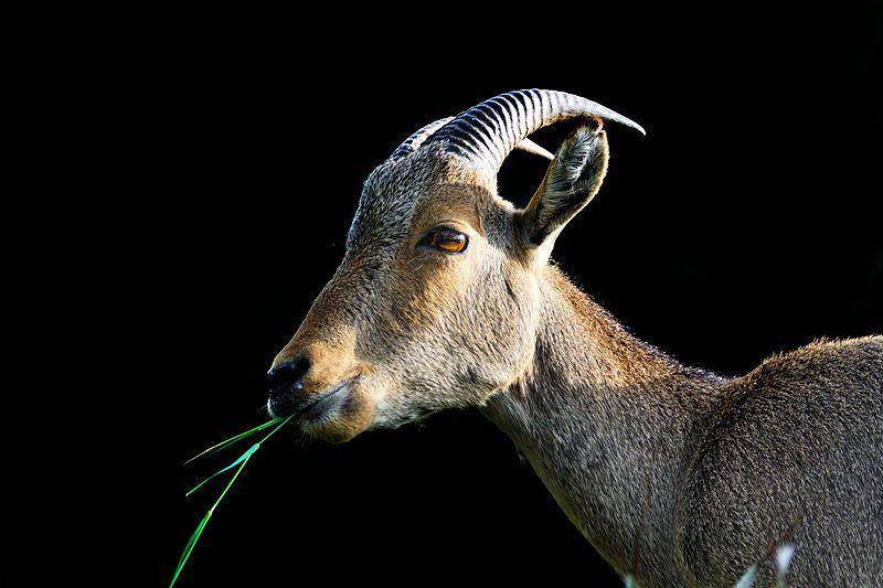 Nilgiri tahr (commons.wikimedia.org/Essarpee1)