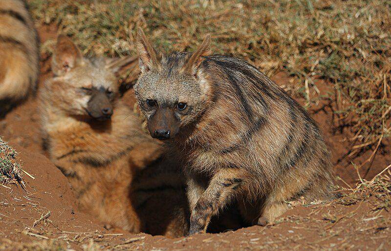 Aardwolf (commons.wikimedia.org/Derek Keats)