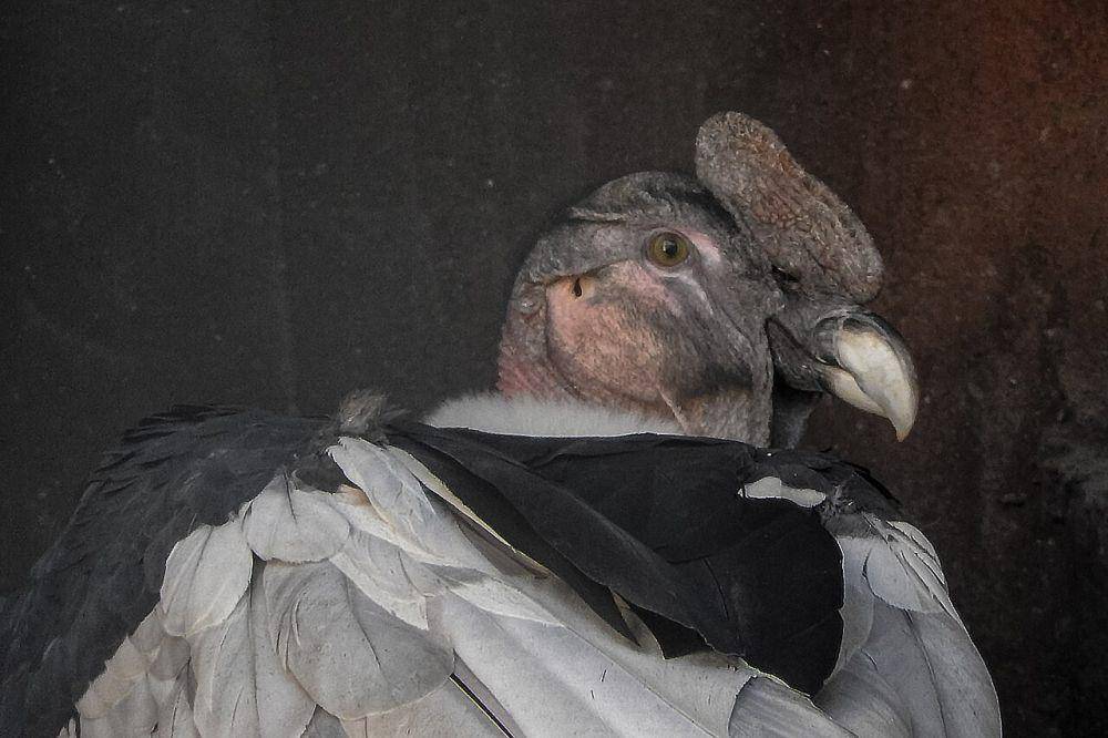 Burung (commons.wikimedia.org/Jin Kemoole)
