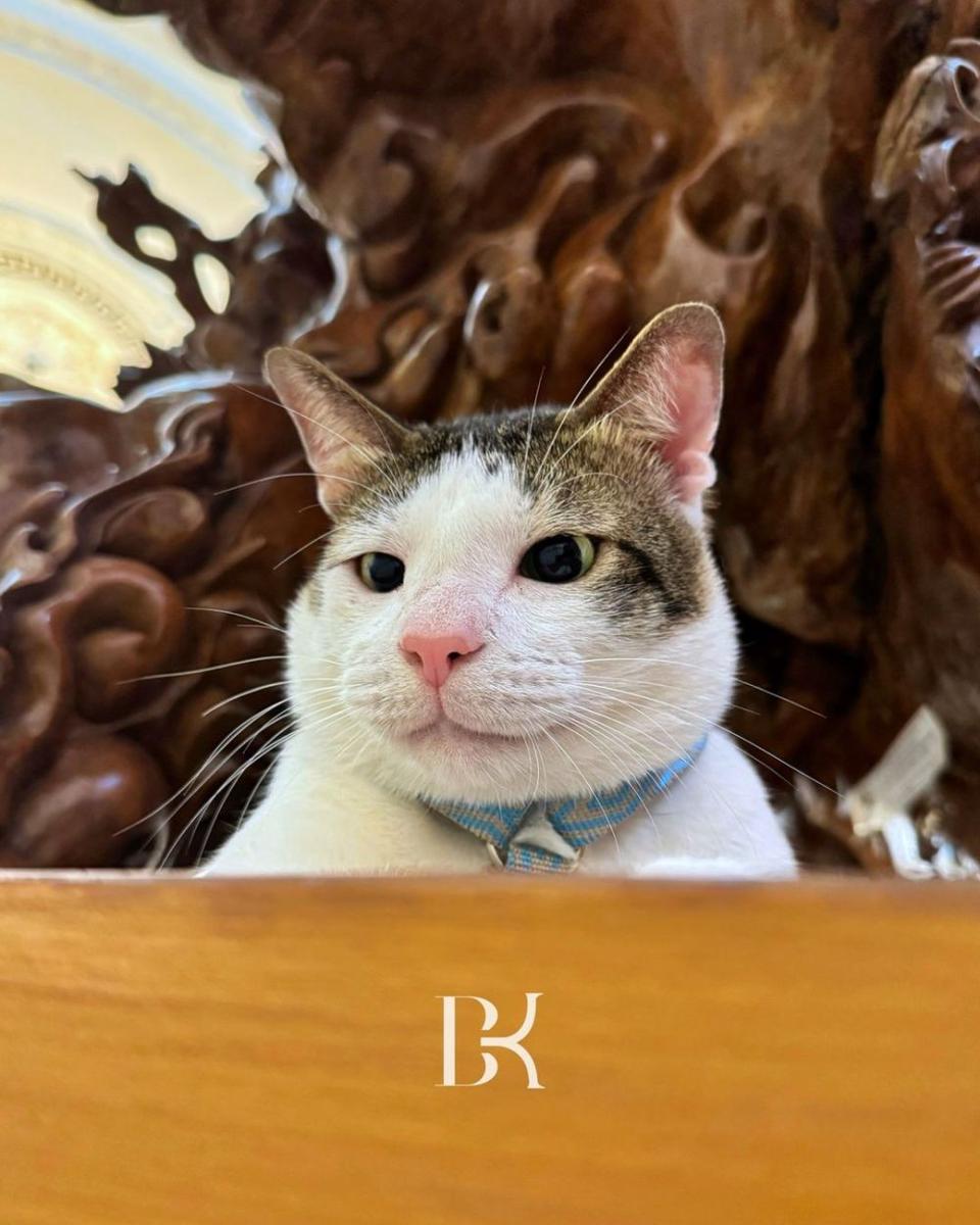 [QUIZ] Pilih Foto Kucing Bobby Kertanegara, Cek Seberapa Imut Kamu!