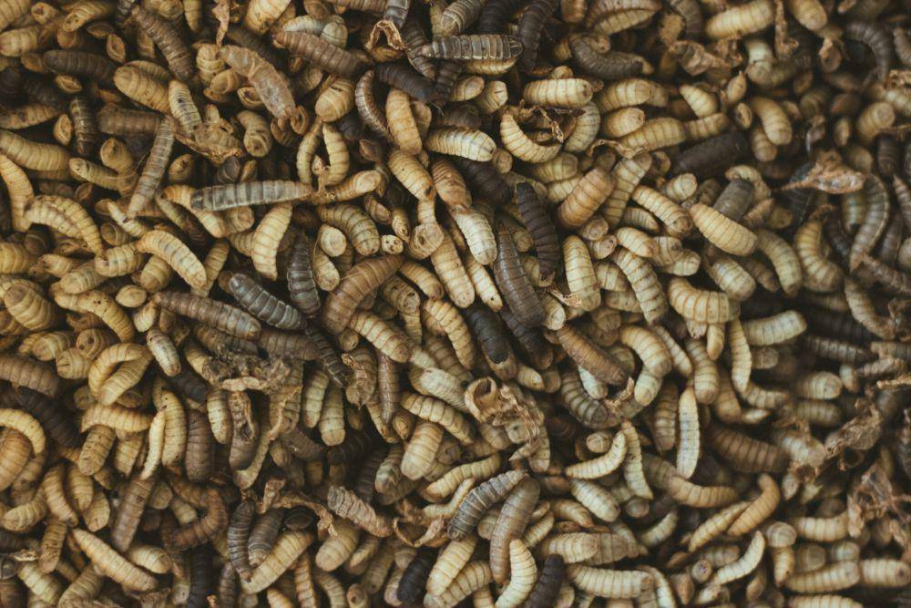Napi Lapas Kedungpane Diajari Budidaya Maggot untuk Pasok Pakan Ternak