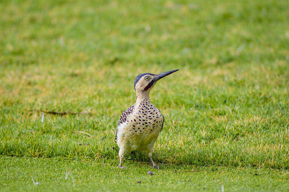 Burung (commons.wikimedia.org/Das Morton)