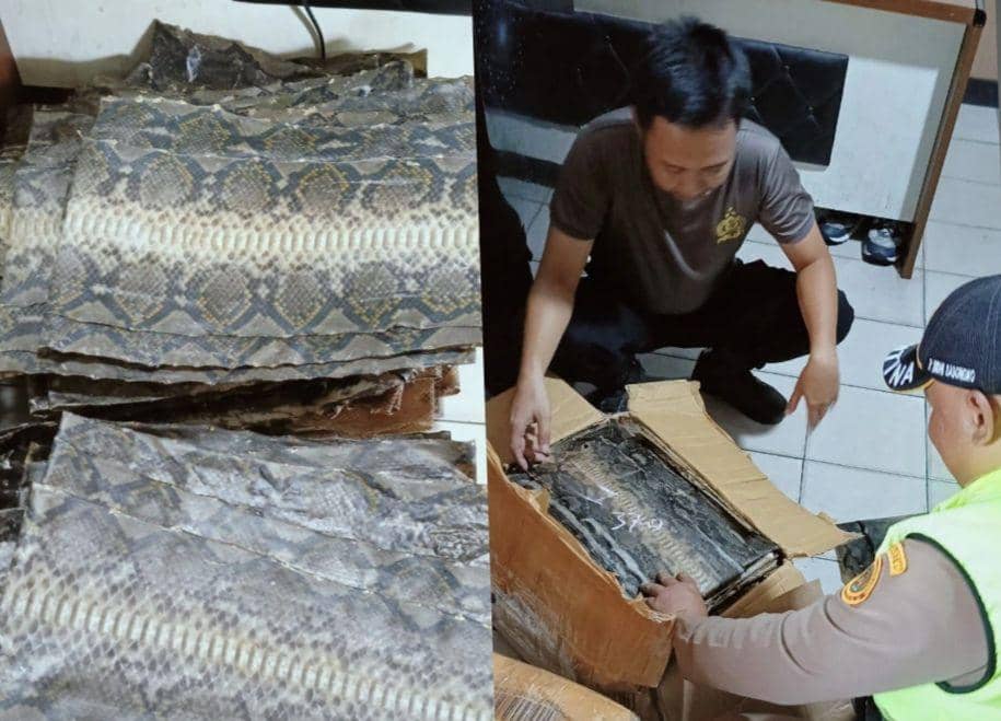 Ratusan Kulit Ular dan Biawak Disita di Bakauheni, via Jasa Ekspedisi