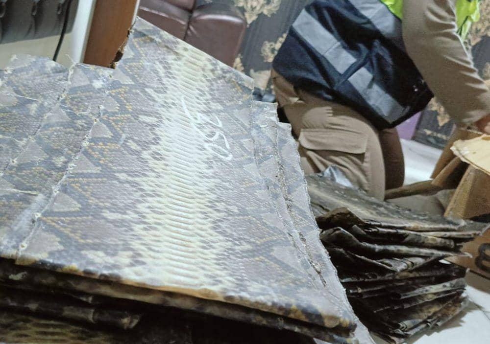 Penampakan barang bukti terdiri dari 88 lembar kulit ular dan 374 lembar kulit biawak. (Dok. Karantina Lampung).