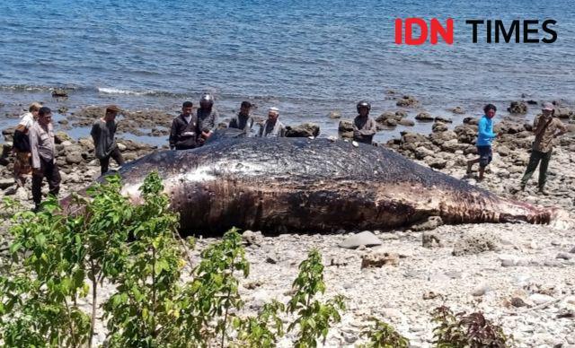 Paus Sperma Sepanjang 8,3 Meter Terdampar di Pantai Bima