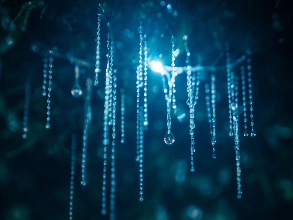 5 Fakta Glowworm, Larva Serangga dengan Sifat Bioluminesensi